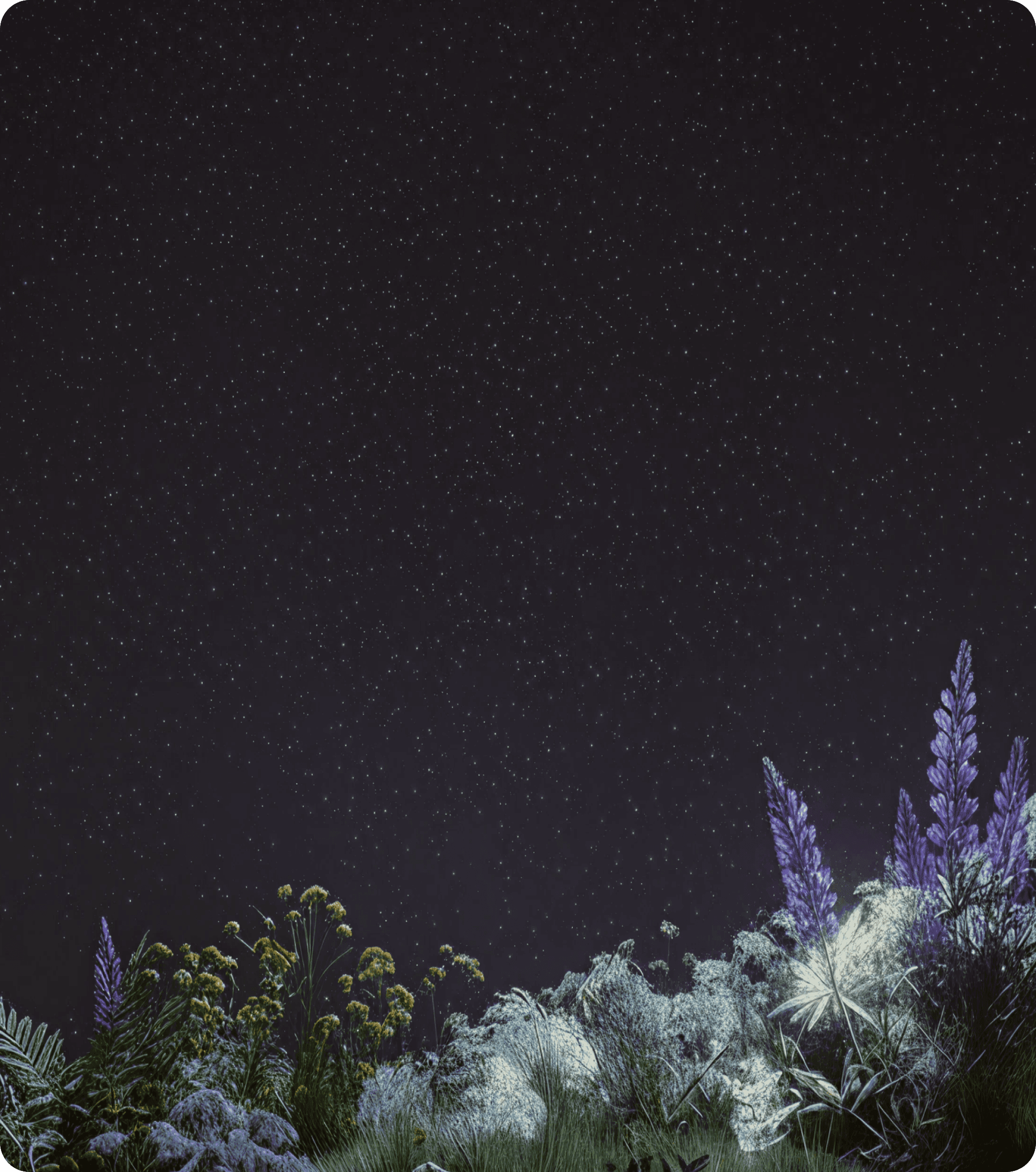 Star-filled night background with meadow plants