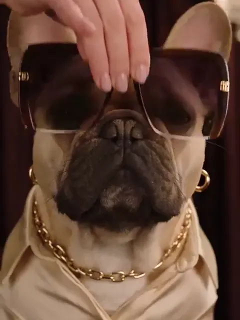 A French bulldog in sunglasses